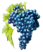 sangiovese.gif (15723 byte)