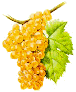 trebbiano.gif (13716 byte)